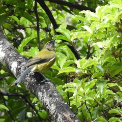 Anthornis melanura