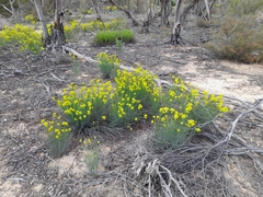 Glischrocaryon behrii