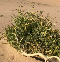 Pugionium dolabratum