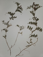 Lathyrus brachycalyx