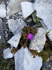 Lampranthus glomeratus