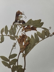 Lathyrus brachycalyx