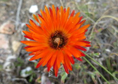 Drosanthemum lavisii