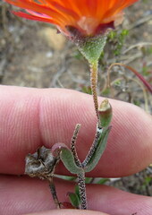 Drosanthemum lavisii