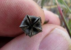 Drosanthemum lavisii