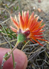 Drosanthemum lavisii