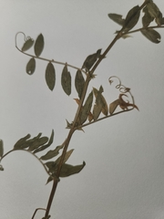 Lathyrus brachycalyx