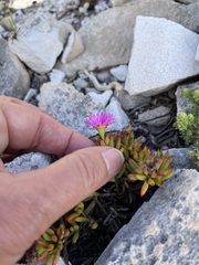 Lampranthus glomeratus