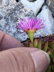 Lampranthus glomeratus
