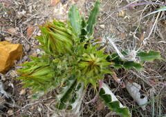 Berkheya armata