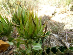 Berkheya armata