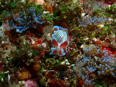 Hydatina physis
