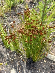 Schizaea pectinata