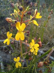 Stylidium luteum