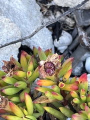 Lampranthus glomeratus