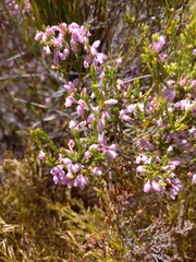 Erica quadrangularis
