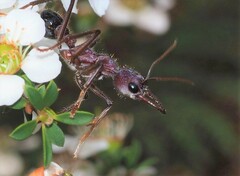 Myrmecia