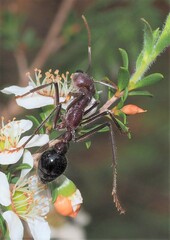 Myrmecia