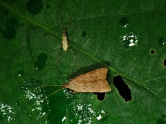 Lecithocera