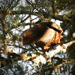 Nestor meridionalis septentrionalis