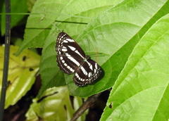 Neptis duryodana nesia