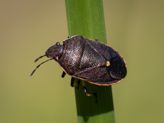 Lubentius marginellus
