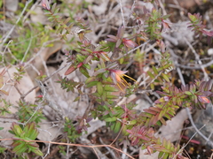 Darwinia citriodora