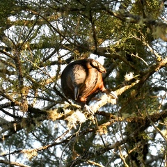 Nestor meridionalis septentrionalis