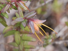 Darwinia citriodora