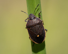 Lubentius marginellus
