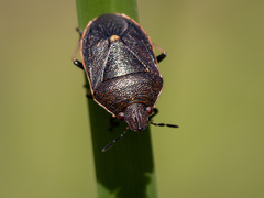 Lubentius marginellus