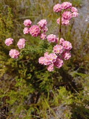 Lachnaea densiflora
