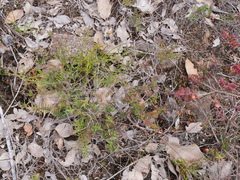 Darwinia citriodora