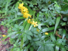Agrimonia pilosa japonica