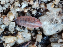 Proporcellio