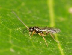 Orthocentrinae