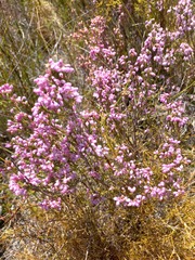 Erica quadrangularis