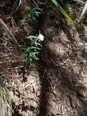 Anaphalis morrisonicola