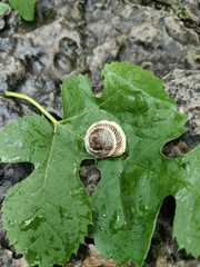 Pseudiberus tectumsinense tectumsinense