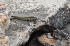 Trachylepis