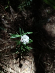 Anaphalis morrisonicola