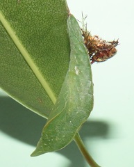 Pseudacraea lucretia tarquinea