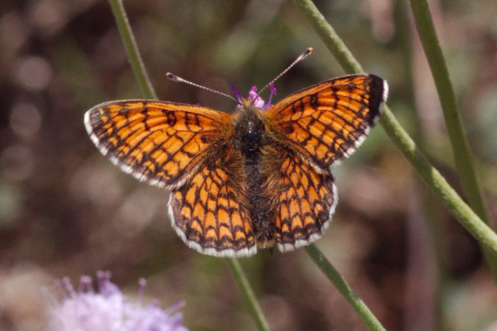 Melitaea parthenoides