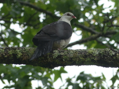 Columba leucomela