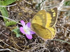 Colias lesbia