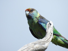 Barnardius zonarius barnardi