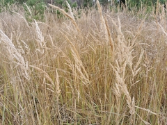 Calamagrostis epigejos