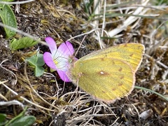 Colias lesbia