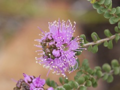 Kunzea recurva