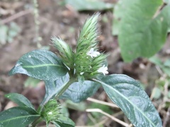 Lepidagathis incurva